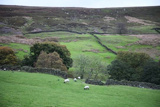 A group of sheep grazing in a field

Description automatically generated