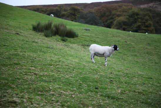 A sheep on a grassy hill

Description automatically generated