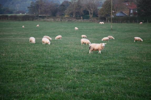 A herd of sheep grazing in a field

Description automatically generated