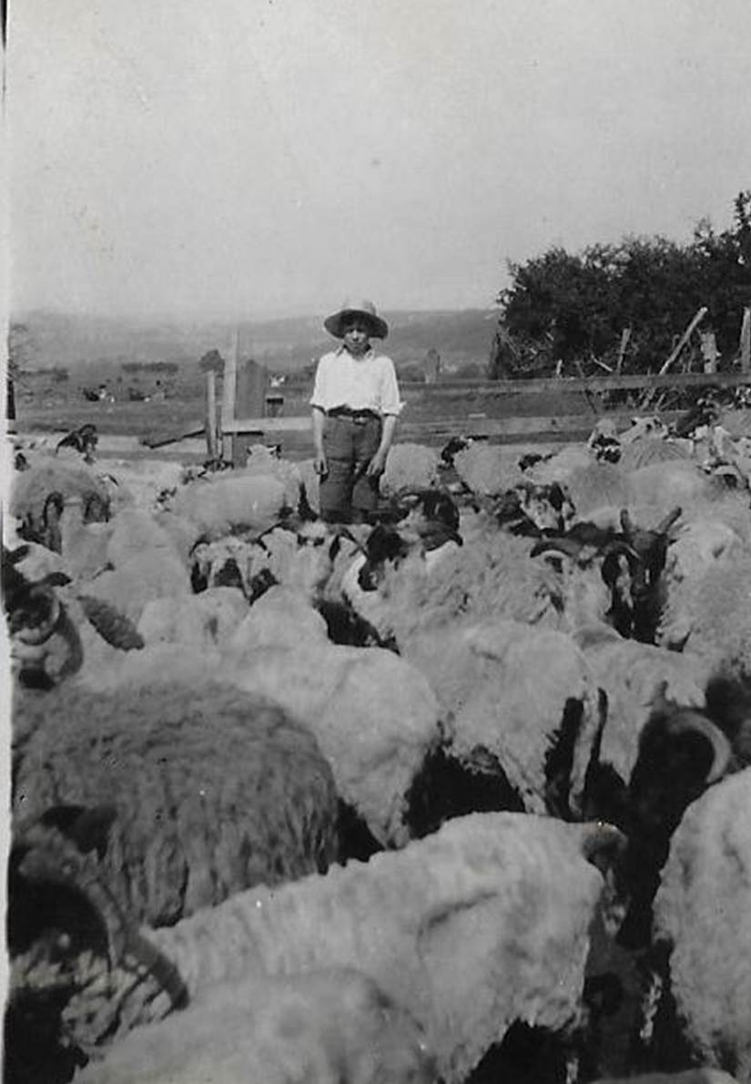 A group of sheep that are standing in front of a crowd
Description automatically generated