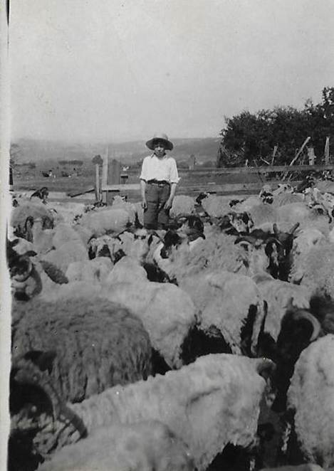 A group of sheep that are standing in front of a crowd
Description automatically generated