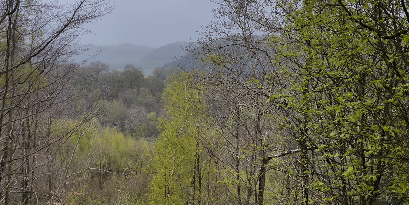 A forest with trees and mountains in the background

Description automatically generated
