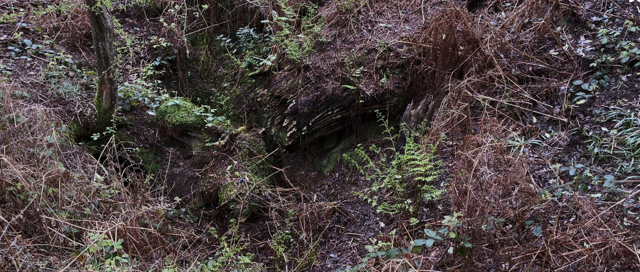 A close up of a dirt area
Description automatically generated with medium confidence