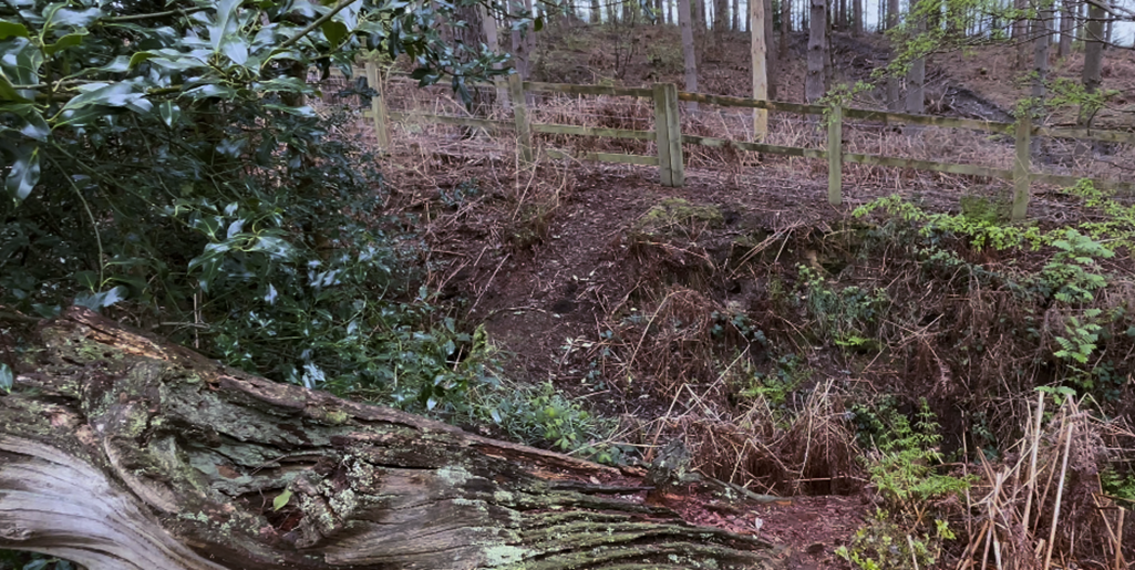 A tree trunk with a fence in the middle
Description automatically generated