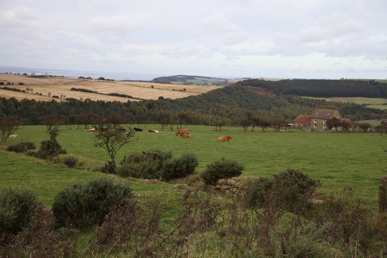 A field of grass with cows grazing
Description automatically generated with medium confidence