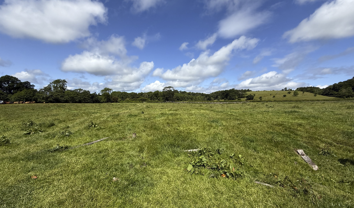 A field of grass and trees
AI-generated content may be incorrect.