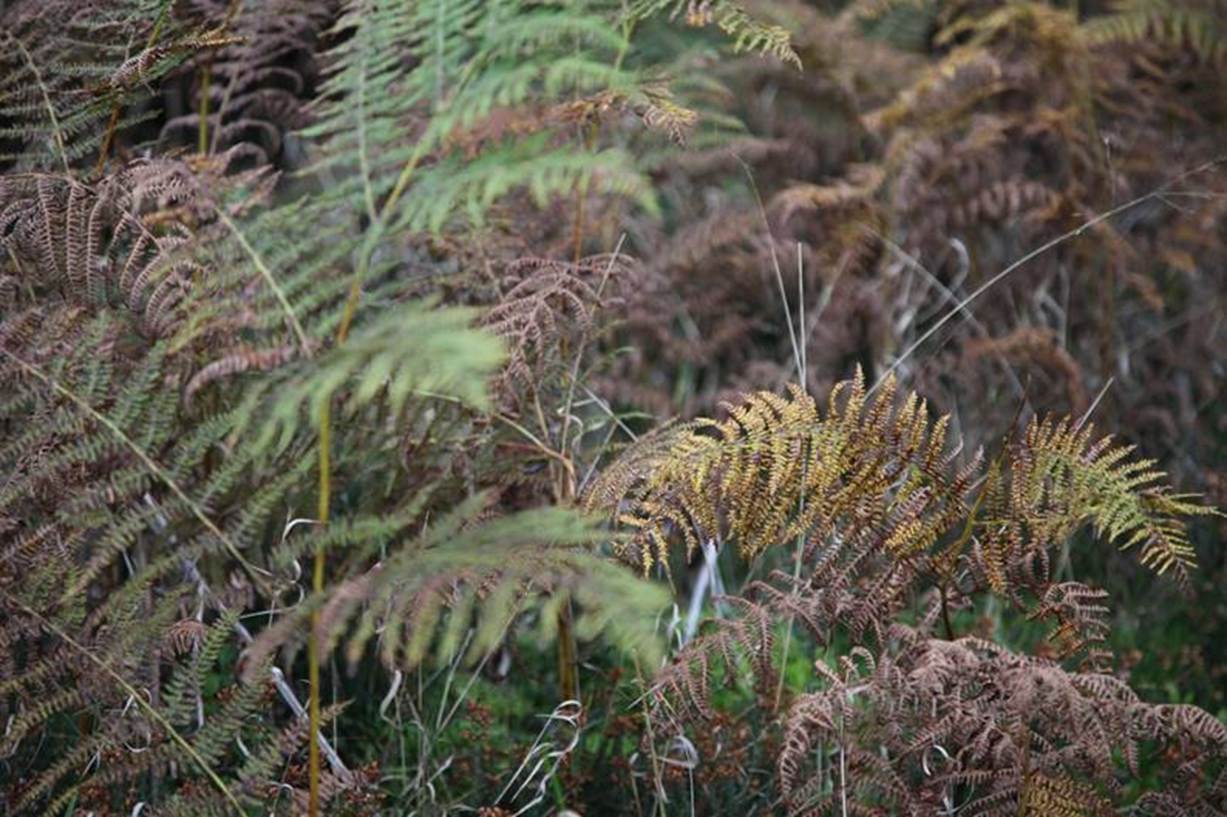 A close-up of a fern
Description automatically generated