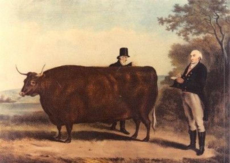 The pioneering agriculturalist Robert Bakewell tempts his prize Longhorn with a cake. | Cow paintings on canvas, Cow painting, 18th century paintings